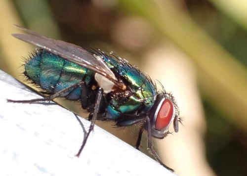 Lucilia sp.